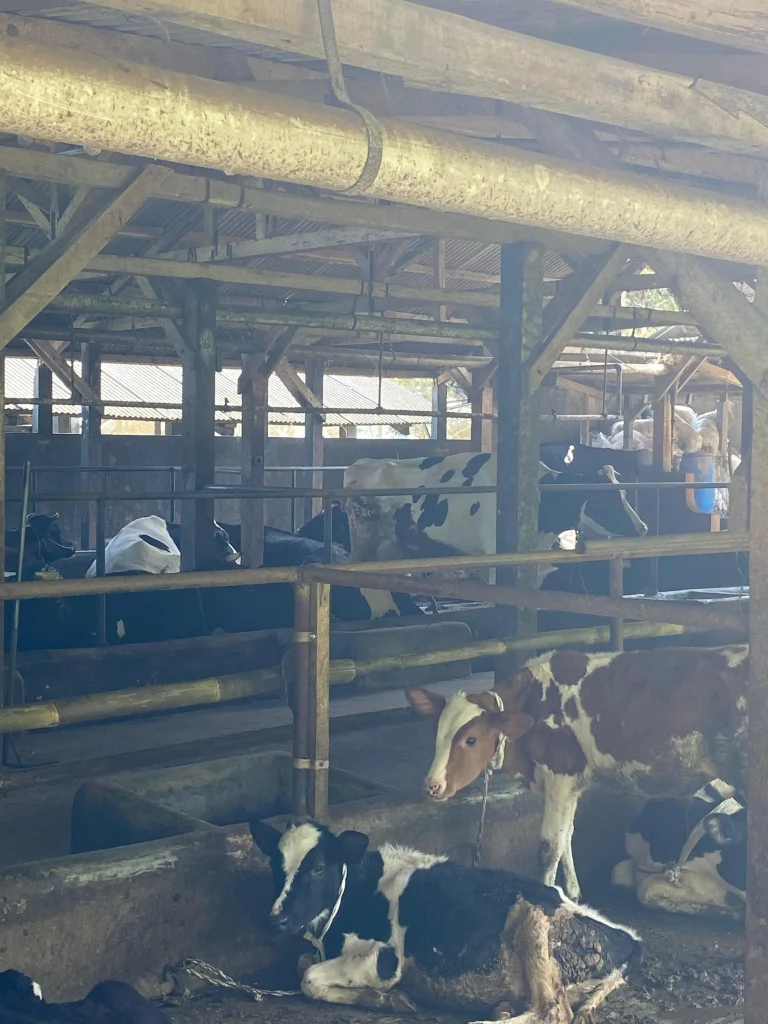 Kunjungan Edukatif ke Lembah Kamuning Dairy Farm: Mahasiswa Institut Agama Islam Negeri (IAIN) Manado Menggali Ilmu Peternakan dan Pertanian